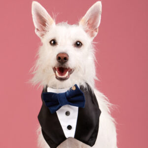 My Sweet Romeo Tuxedo Bandana